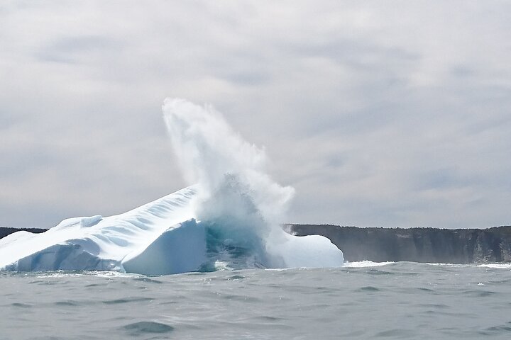 3 Hour Ocean Safari by Zodiac – Whales & Icebergs Seasonally