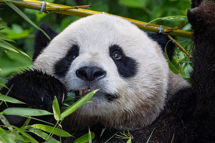 San Diego Zoo 1-Day Pass: Any Day Ticket