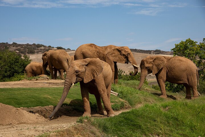 San Diego Zoo Safari Park 1-Day Pass: Any Day Ticket