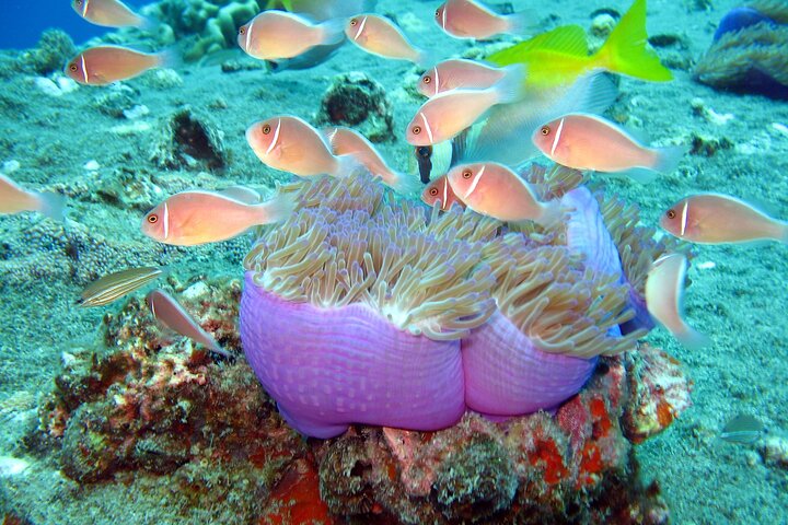 Koh Tao VIP Snorkelling Tour