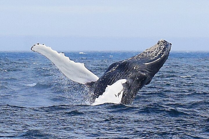 St. John’s Whale Watching, Seabird & Iceberg Tours