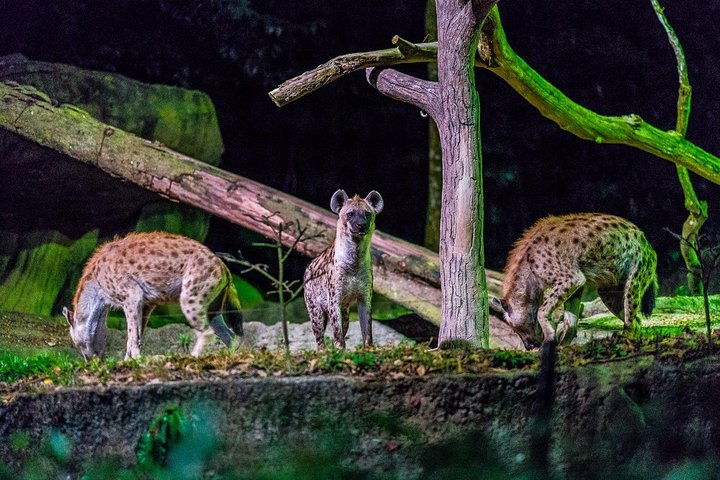 Night Safari Ticket Including Tram Ride