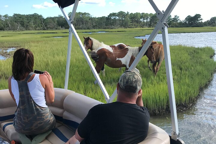 Chincoteague’s Up The Bay Pony and Wildlife Tour by Boat