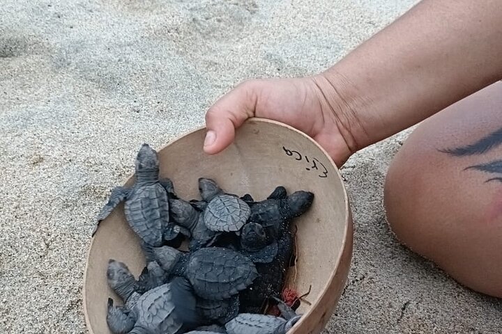 Turtles Reléase Adventure