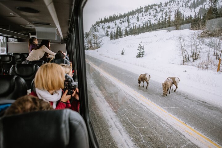 Winter Wildlife Discovery Tour