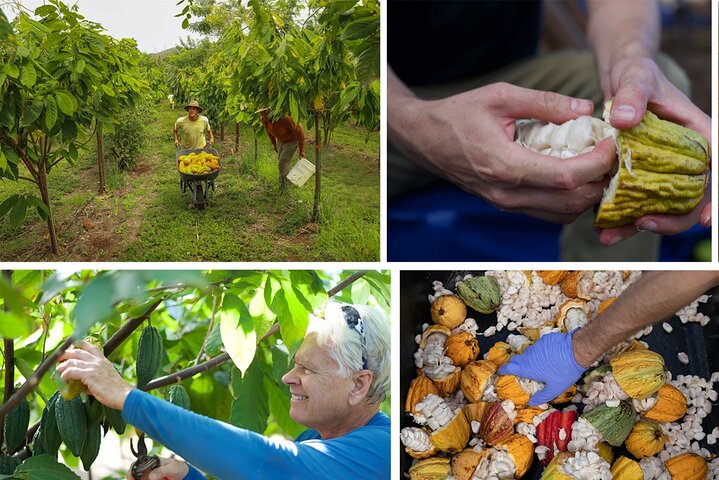 Lahaina: Maui Ku’ia Estate Guided Cacao Farm Tour and Tasting