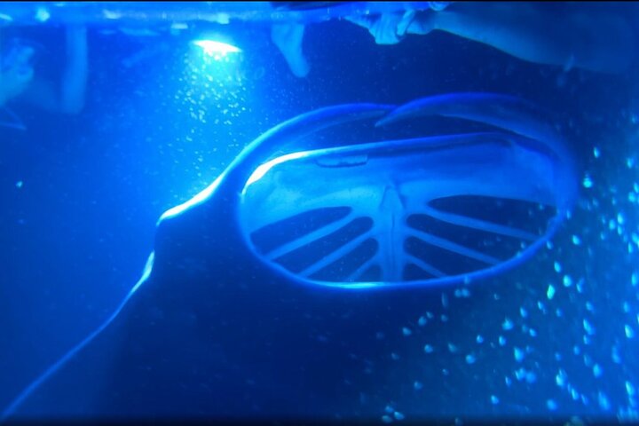 KONA Manta Ray Night Snorkel – FREE re-ride if no Sightings