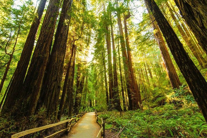 Golden Gate Bridge Muir Woods Sausalito with Optional Alcatraz