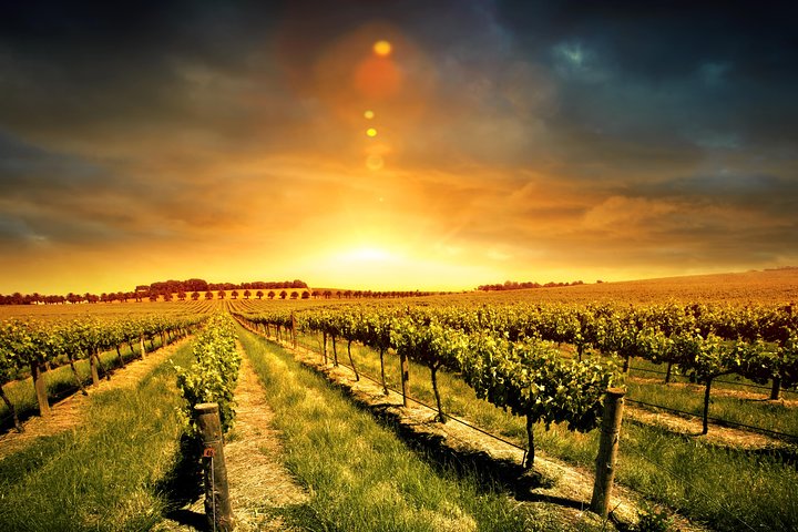 Three Courses Lunch and Wine Tour Through Niagara’s Wine Country