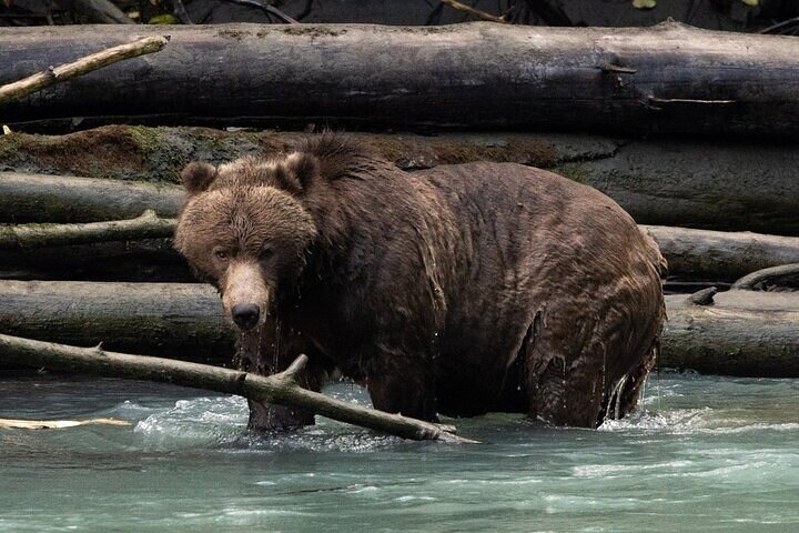 Toba Bears and Wilderness Grizzly Bear Viewing in Campbell River
