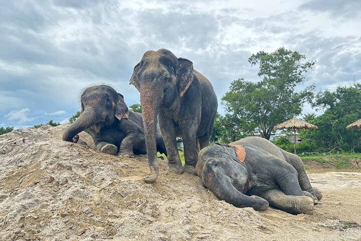 Phuket: Elephant Nature Walk – Guided Tour with Transport