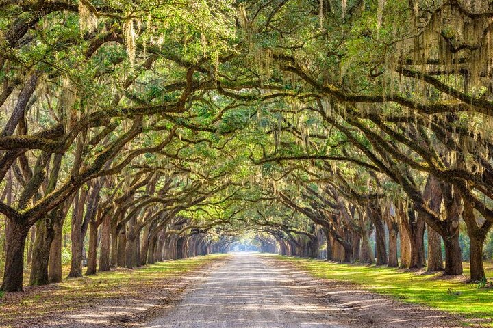 1-Hour Bonaventure Cemetery Golf Cart Guided Tour in Savannah