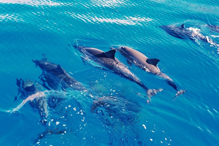 Oahu: Swim with Dolphins on the West Coast