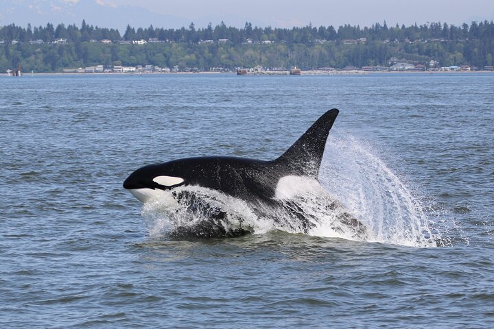 Whale Watching Adventure from Vancouver BC