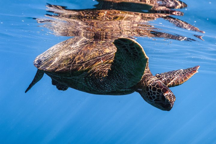 Waikiki Turtle Canyon Snorkel: Turtles Guaranteed