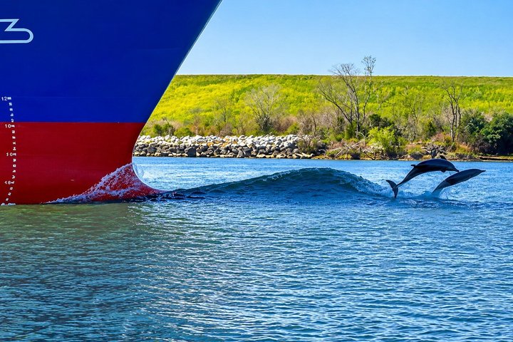 2 Hours Dolphin Eco Tour