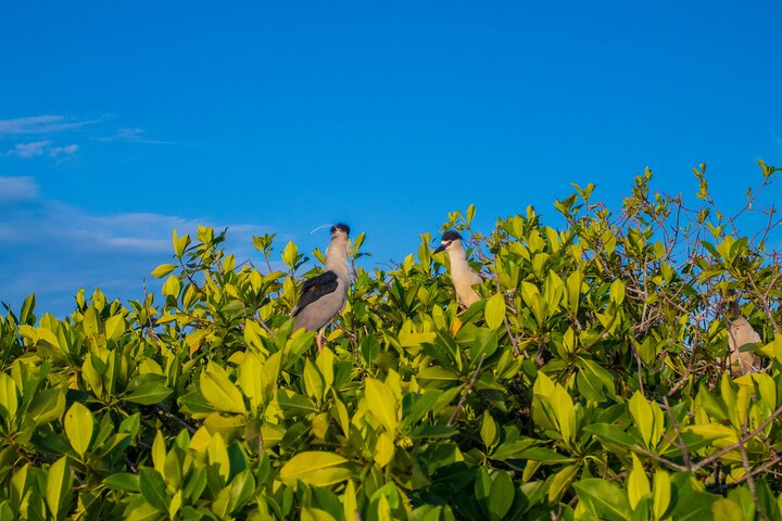 Best Birdwatching Lagoon Tour