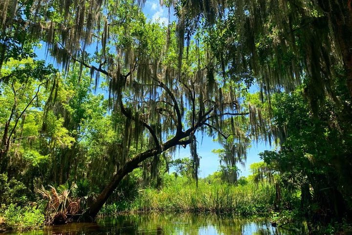 Large Airboat Swamp Tour with Transportation from New Orleans