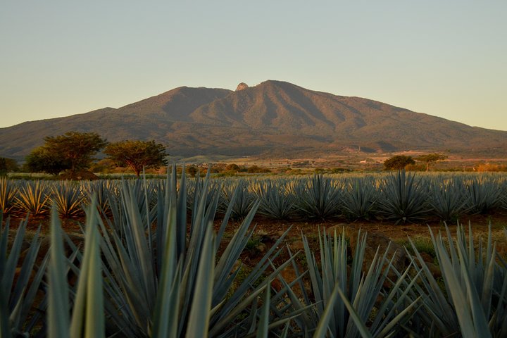 José Cuervo Tequila Tour & Agave Fields from Guadalajara
